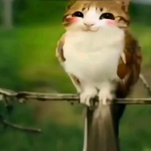creator Meowls #1.fan's avatar