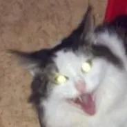 creator LUNA MY KITTYYYY✨✨'s avatar