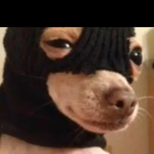 creator PERRO MALANDRO's avatar