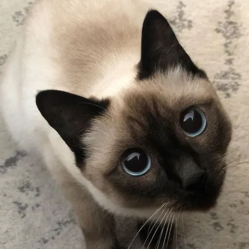 creator KittyLover1978's avatar