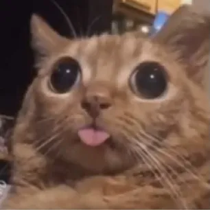 creator un gato normal🗿's avatar