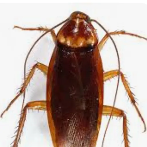 creator Cockroach_is_good's avatar