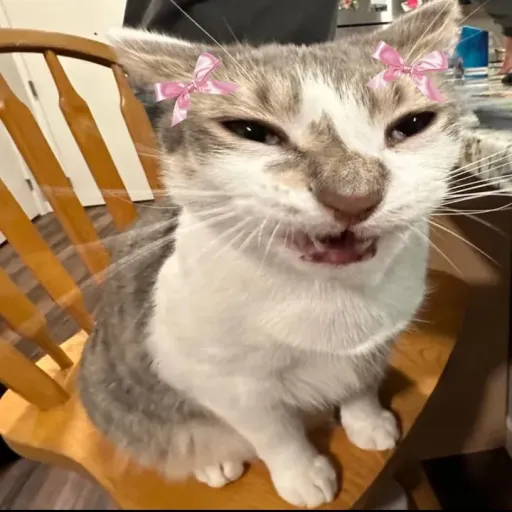 creator bellaskibididizzlr's avatar