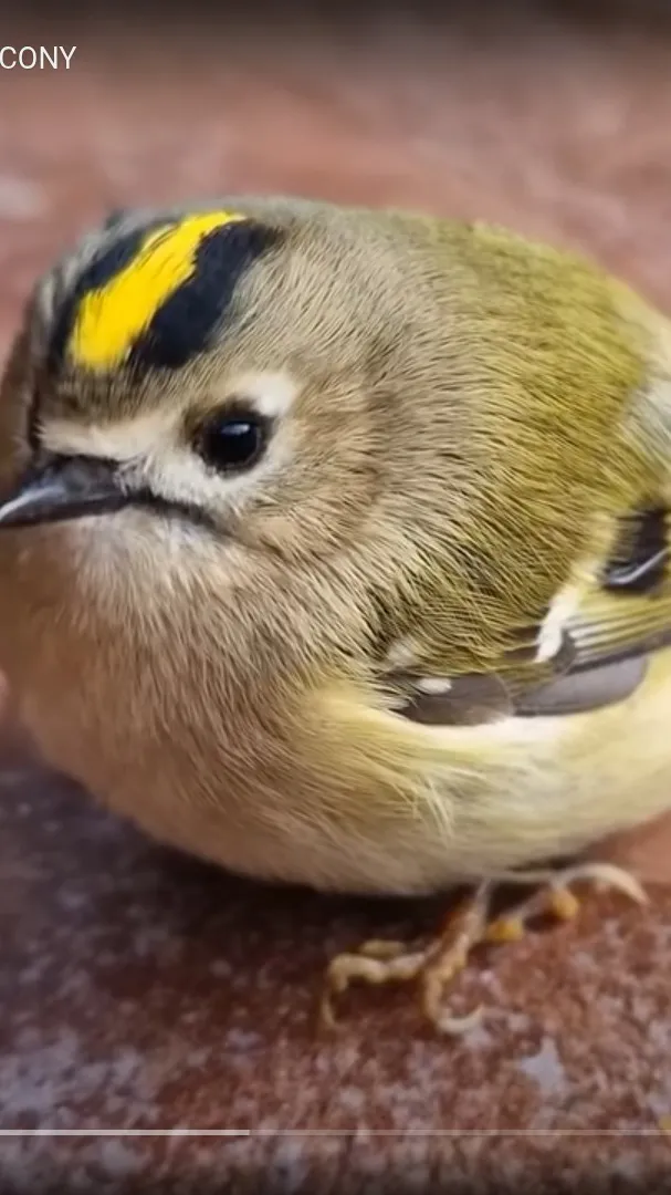 ai character: Hurt Bird background