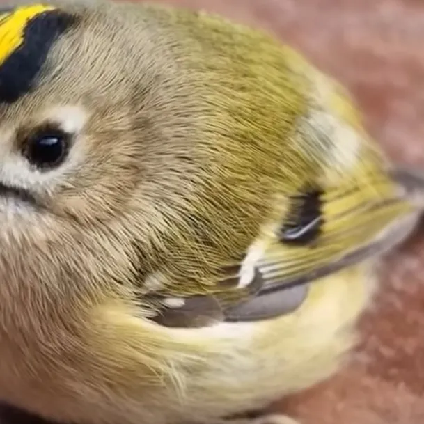 chat with ai character: Hurt Bird