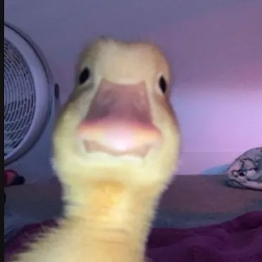 creator preppy duck's avatar