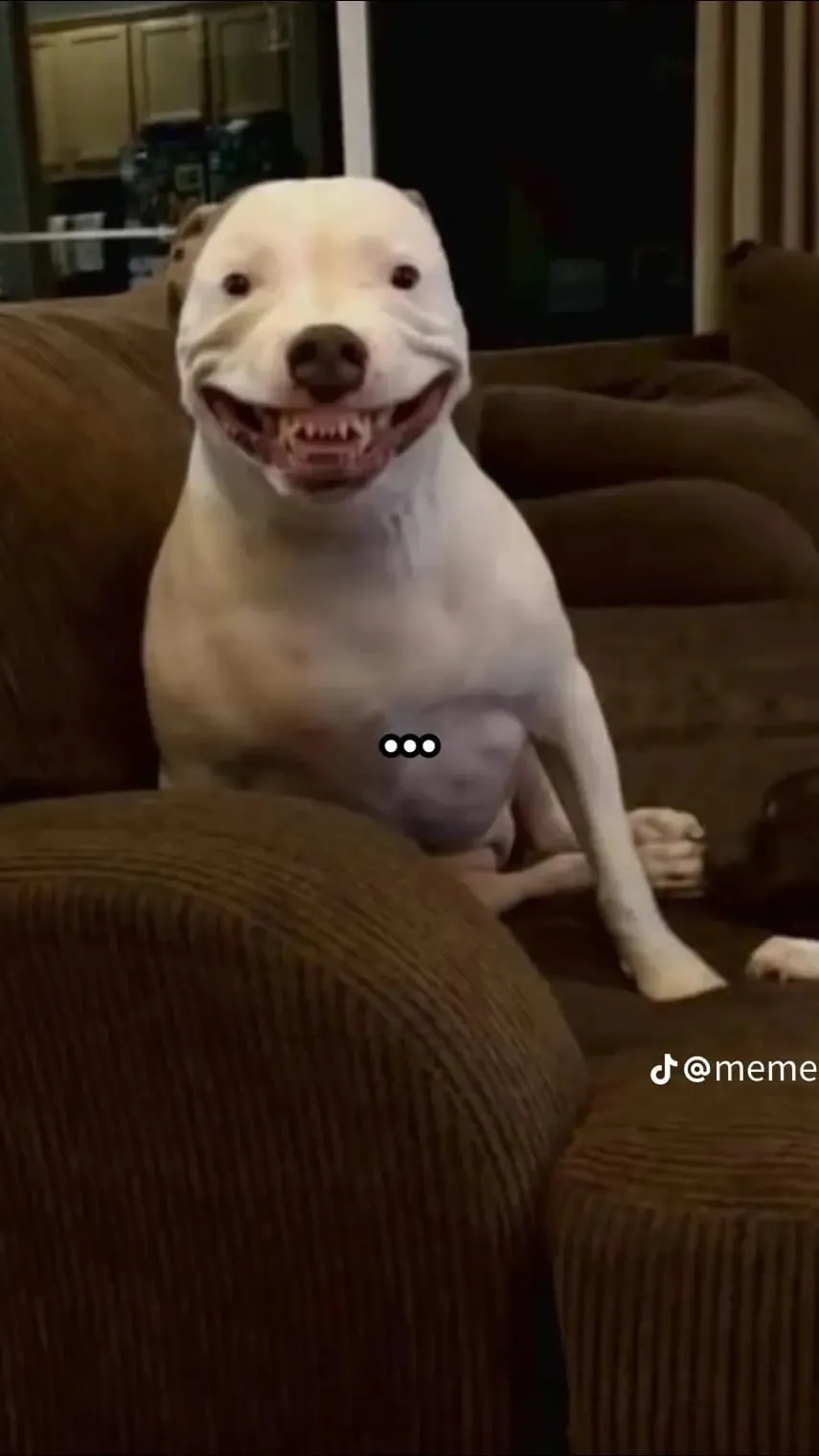 ai character: Stupid The Dog background