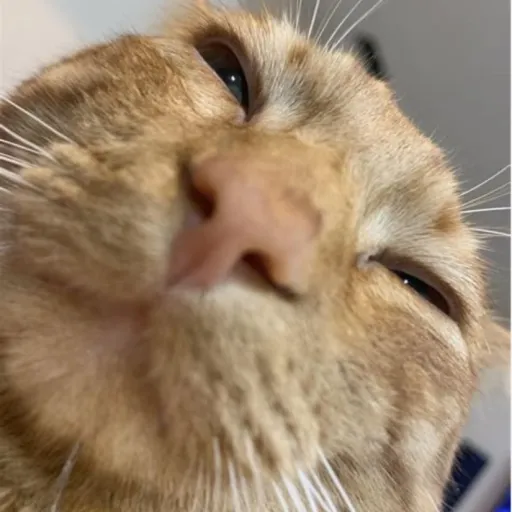 creator NobodyNeedstoknow's avatar