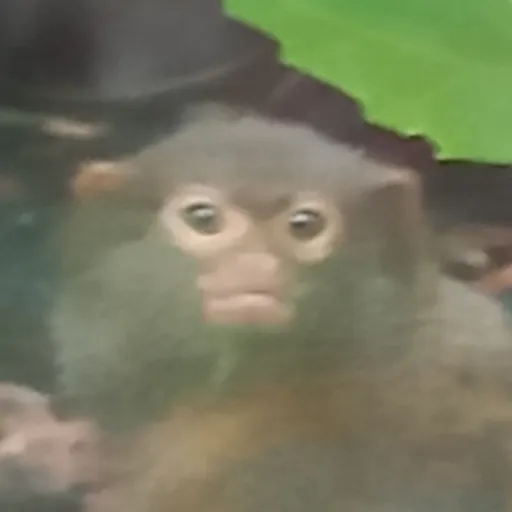 creator monkey master 100's avatar