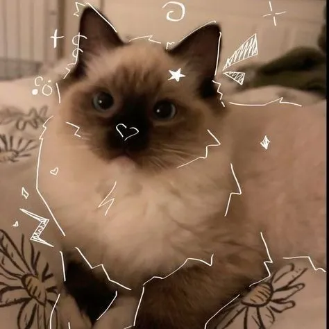 creator 💫 JEVINA ⭐'s avatar