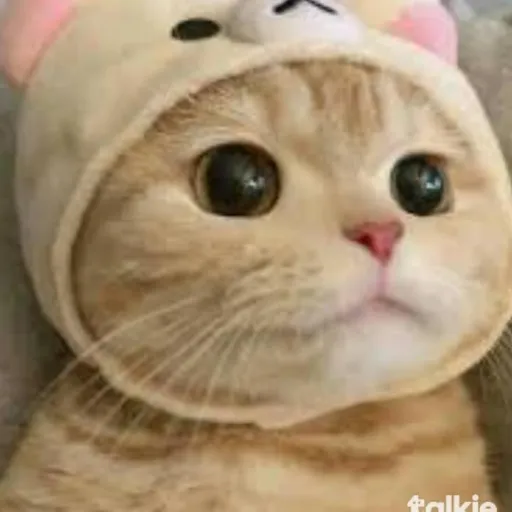 creator Hanako ;D's avatar