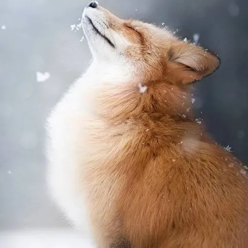 creator 🇺🇦Лисиця 🇺🇦🦊's avatar