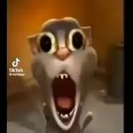 creator gato rabioso's avatar