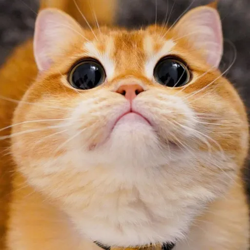 creator Rodon cat😺's avatar