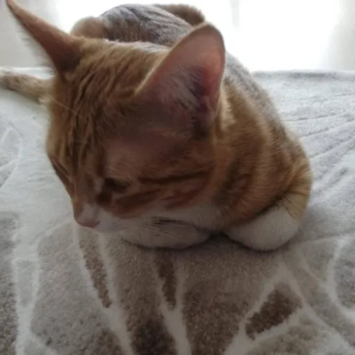 creator blexie's avatar