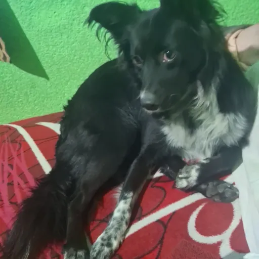 creator Yo soy Motorola's avatar