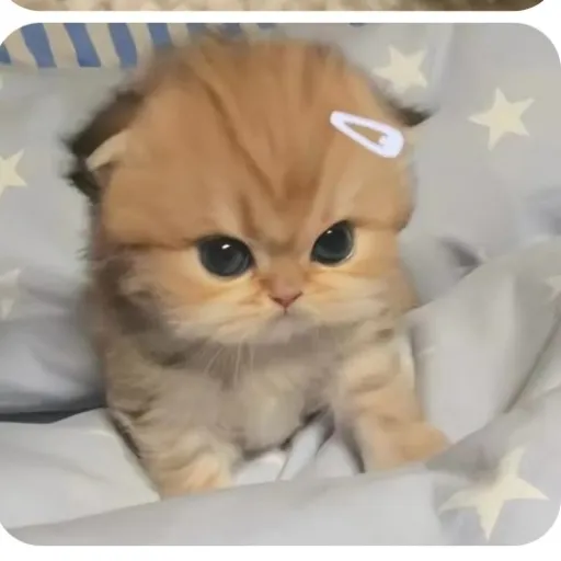 creator Kitty-cutie's avatar