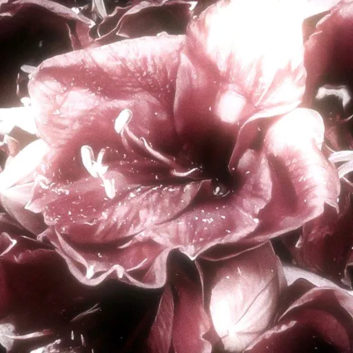 creator ༒❦ Nymeria ❦ ༒'s avatar