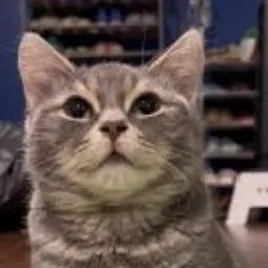 creator CRAZY PETLADY's avatar