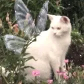 creator Floricica's avatar