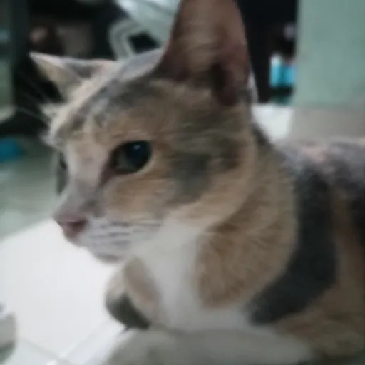 creator Niaaww٭'s avatar