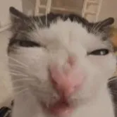 creator the cat that needs's avatar