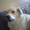 creator Cerberus Abeyta's avatar