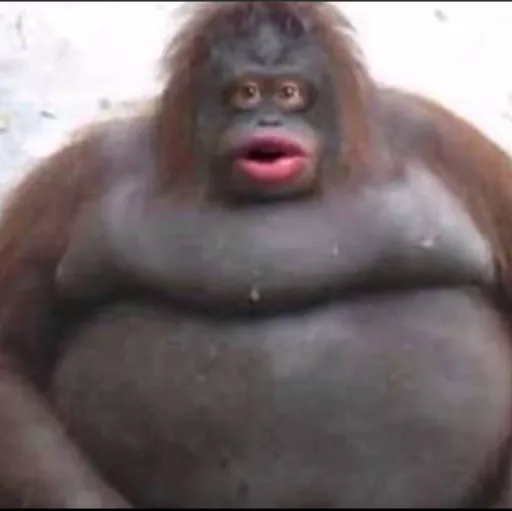 creator biggy-monkey1234's avatar