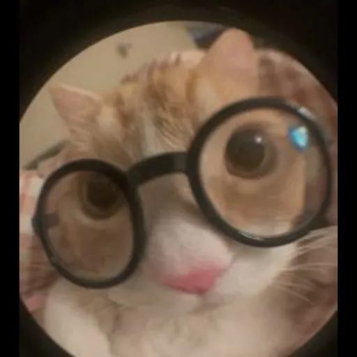 creator Sester's avatar