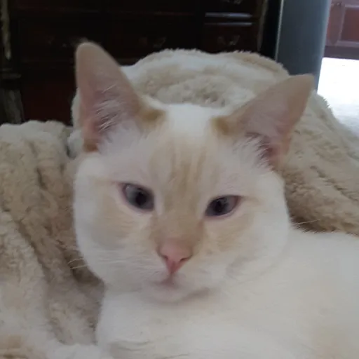 creator Marshmallowcat's avatar