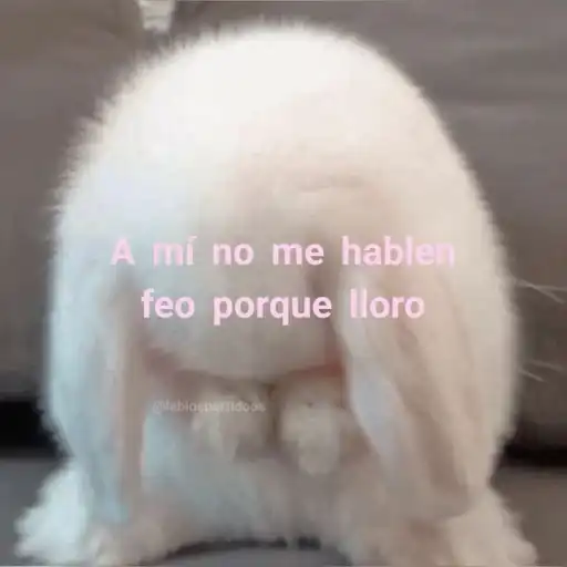 creator se nosfue la rata's avatar