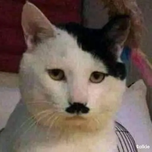 creator adolf catler🇩🇪's avatar