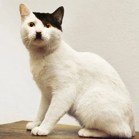 creator gato antifurry's avatar
