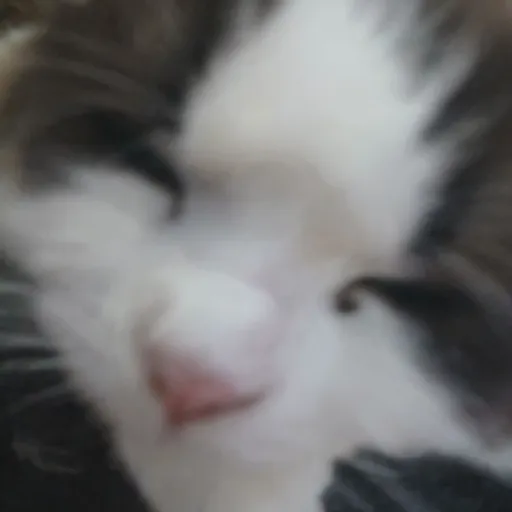 creator (mittens)my cat's avatar