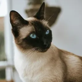 creator AnimalCare's avatar