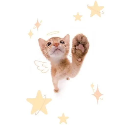 creator ❀❀✦Shasha✦❀❀'s avatar