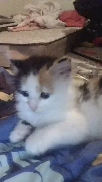 ai character: Kiwi The Kitten background