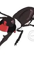 ai character: pest x folly background