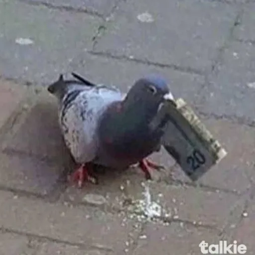 creator pidgeywithmoney287's avatar