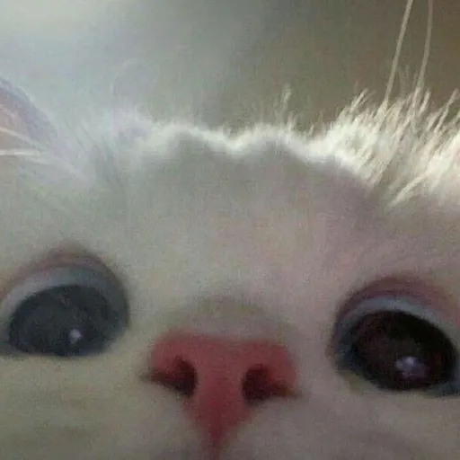 creator Meownahaesoo's avatar