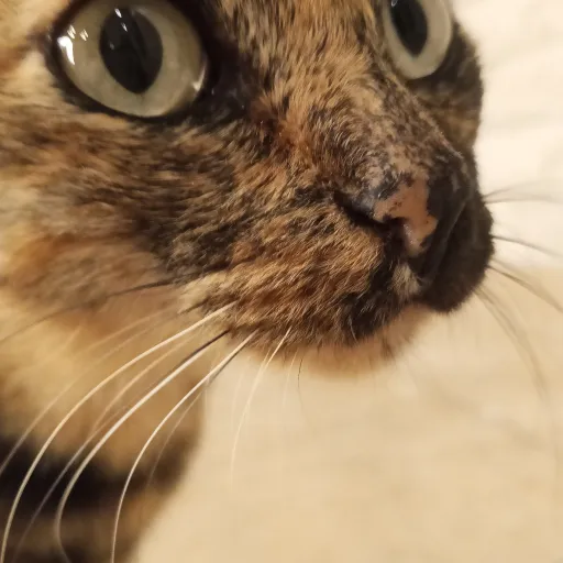 creator cat eats soup's avatar