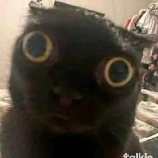 creator ☆gato☆'s avatar