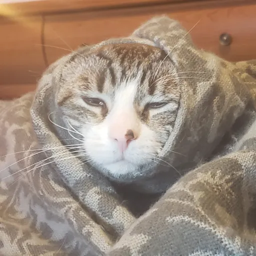 creator Jaydenscats's avatar