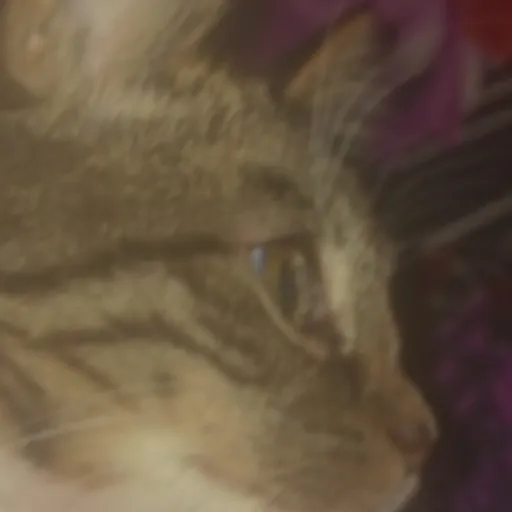 creator leafpool :)'s avatar