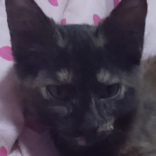 creator SOFIAMMOO's avatar
