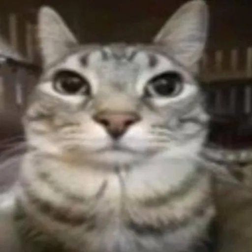 creator @el brayanxd@'s avatar