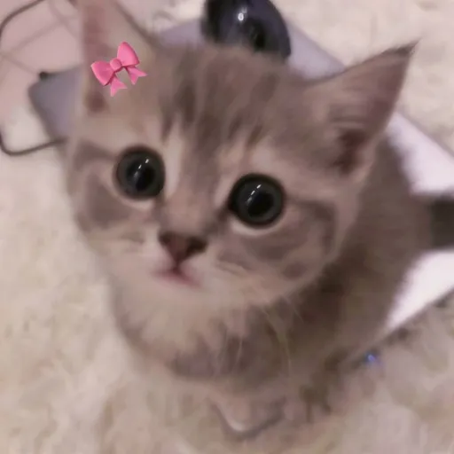 creator Ева котик💗's avatar