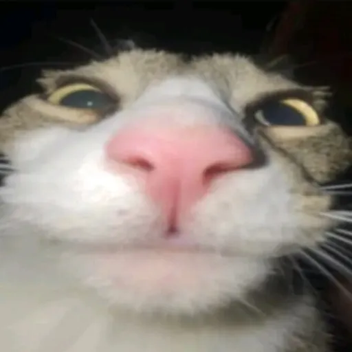 creator grinningcat's avatar