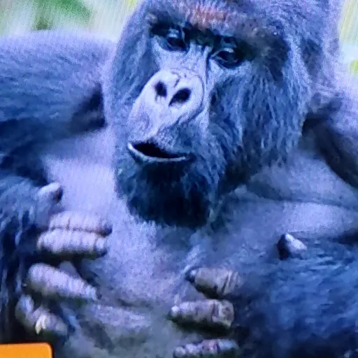 creator gorilla_boy's avatar