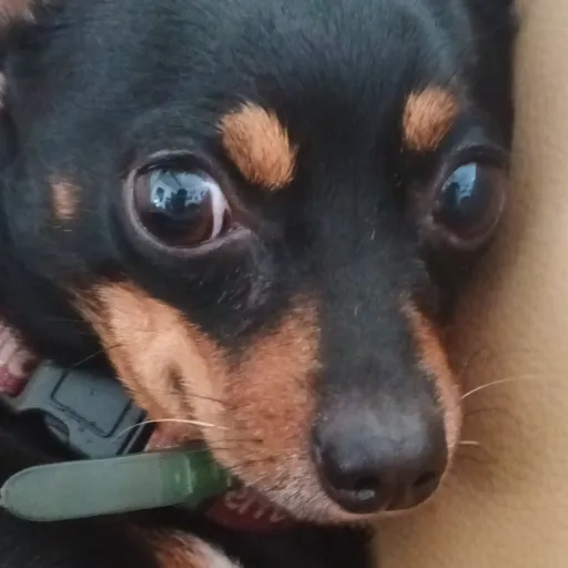creator perrito chihuahua's avatar